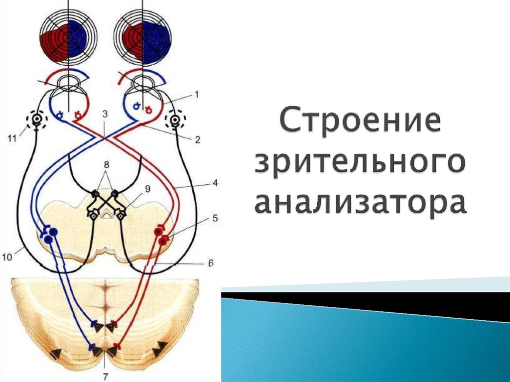 Блок схема зрительного анализатора