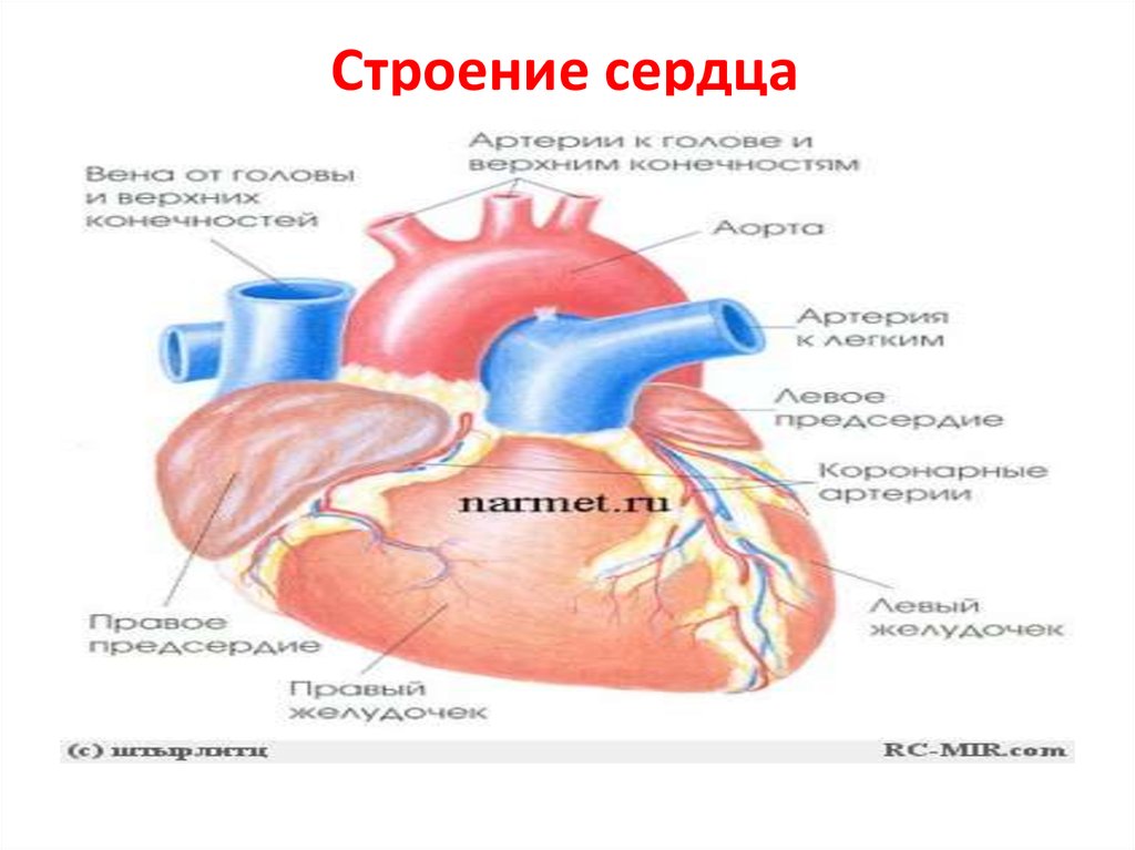 Строение сердца егэ картинка