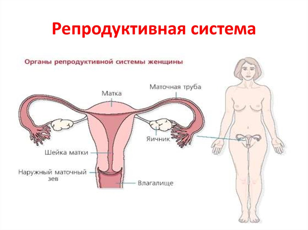 Репродуктивная система презентация