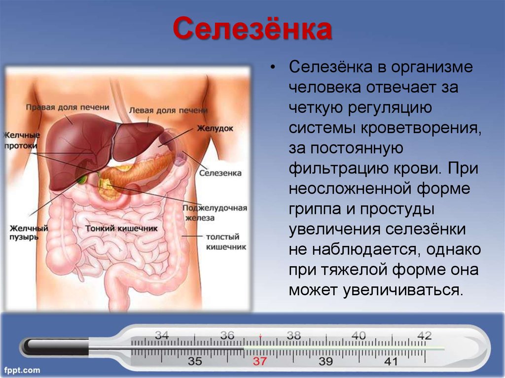 Почему левое больше правого. Расположение органов селезенка. Анатомия человека внутренние органы селезенка. Печень селезенка расположение.