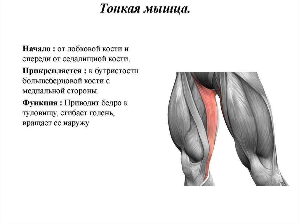 Мышца начинается