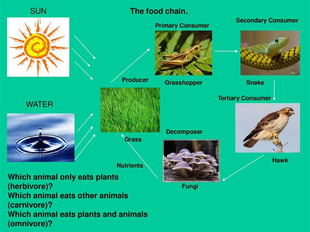 food-chain-definition-biology