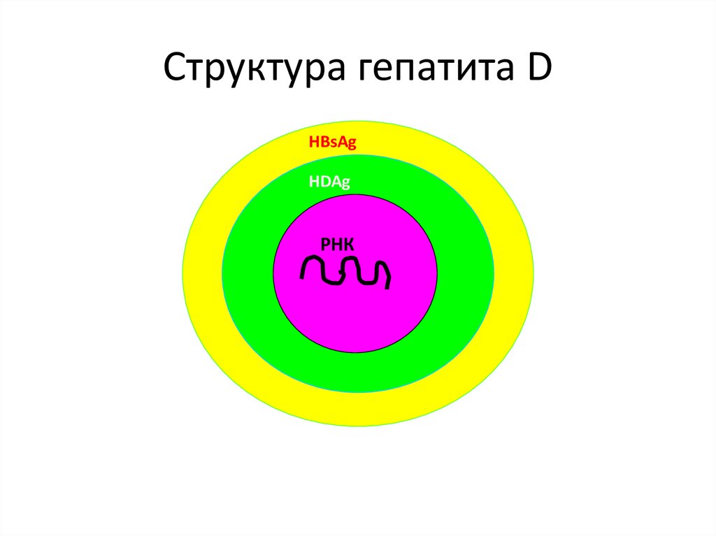 Структура гепатита D