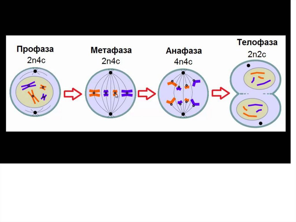 Телофаза 2n2c рисунок