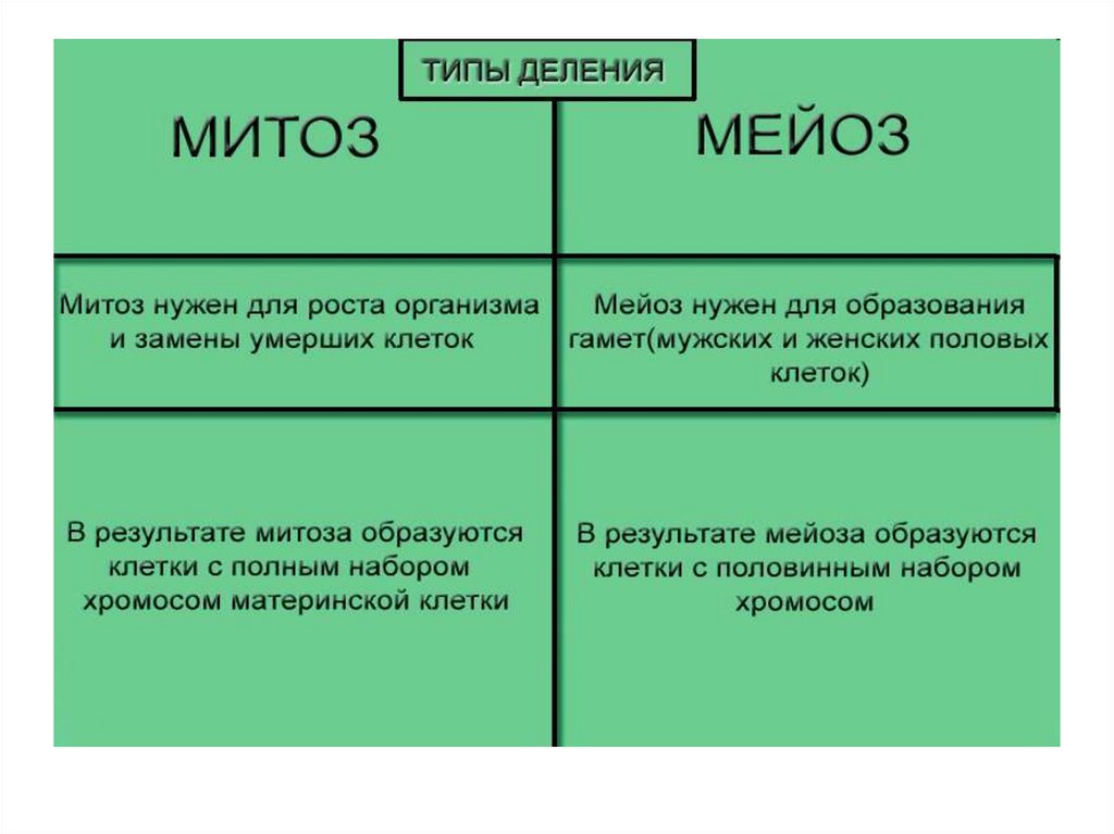 Проект митоз и мейоз