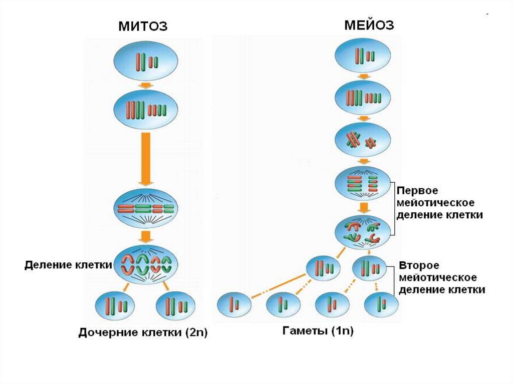 Как по рисунку определить митоз или мейоз