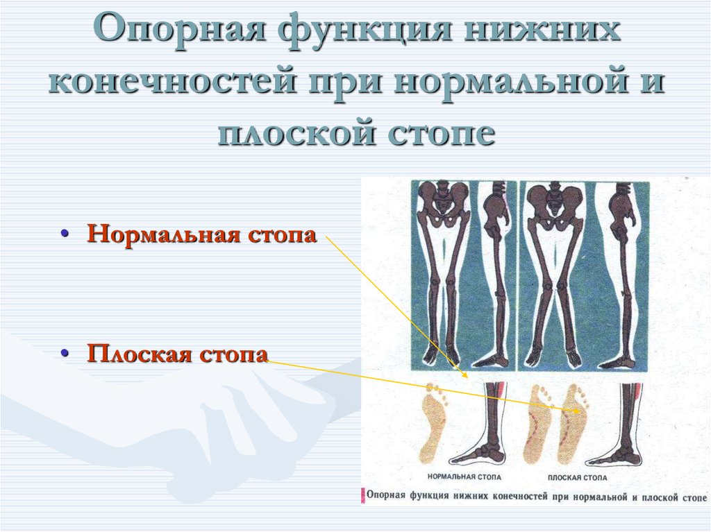 Опорная функция. Функции нижних конечностей.