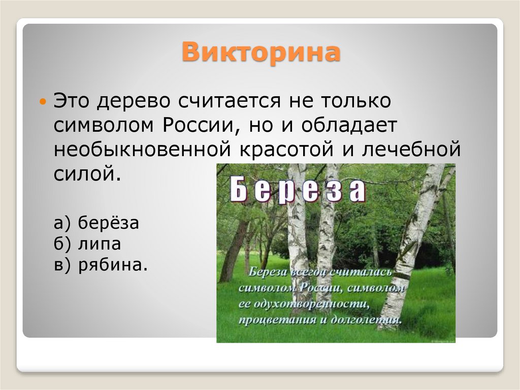 Деревом считается. Викторина это средство. Это дерево принято считать символом РФ.