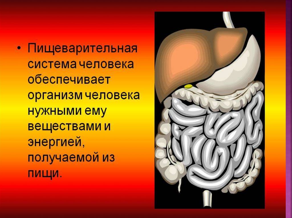 Пищеварительная система человека физиология презентация