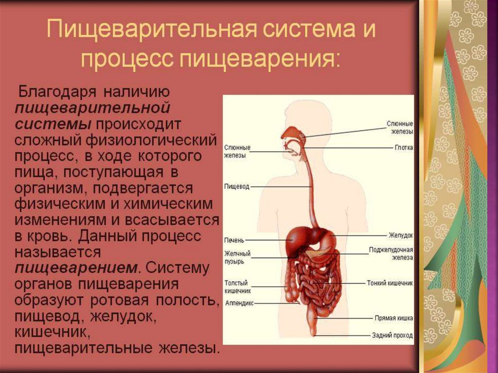 В какую систему органов входит пищевод. Пищеварительная система человека. Пищеварительная система доклад. Строение пищеварительной системы человека. Пищеварительная система человека фото.