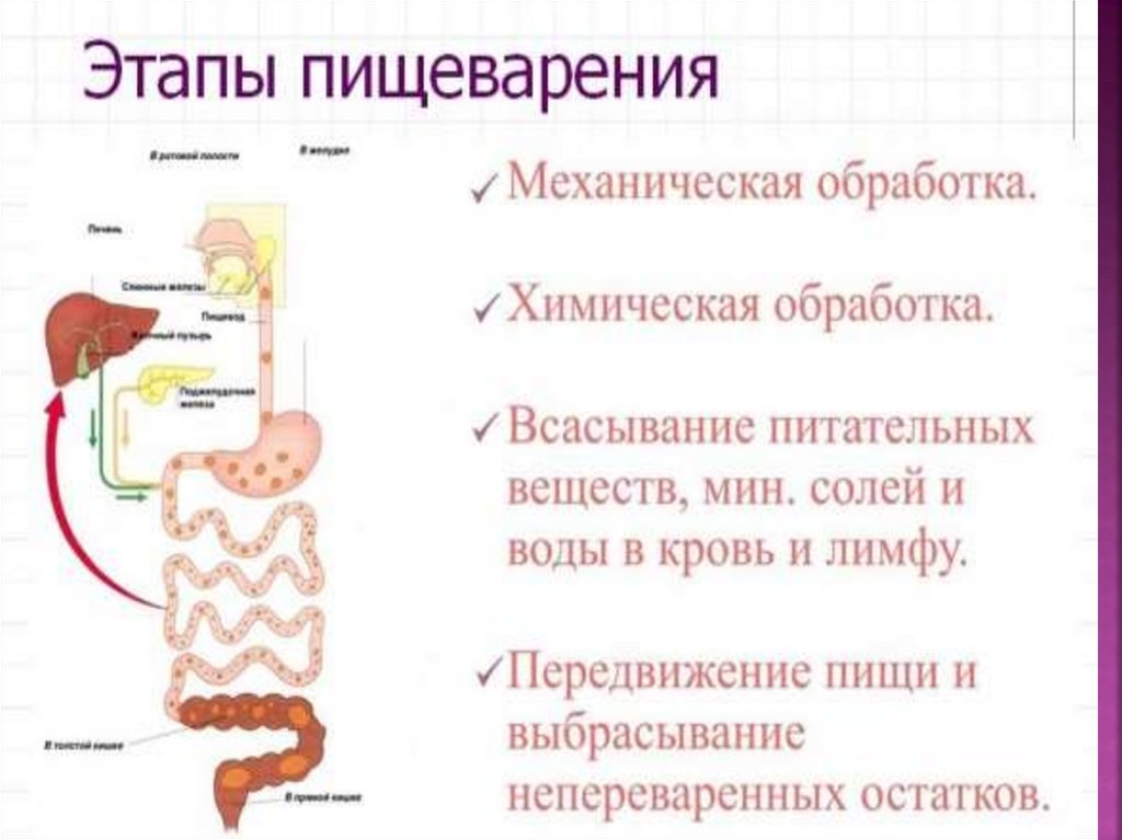 Этапов процесса пищеварения в организме человека