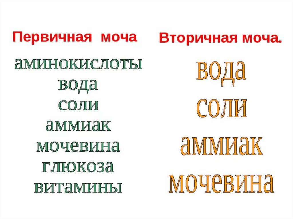 Отличающиеся по составу. Первичная и вторичная моча. Состав первичной мочи. Состав первичной и вторичной мочи. Первичная моча состоит.