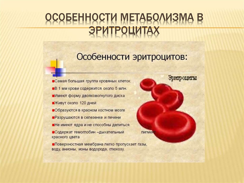 При каком заболевании эритроцитов. Особенности метаболизма эритроцитов. Особенности строения эритроцитов. Особенности строения и функции клеток крови. Эритроциты в крови биохимия.