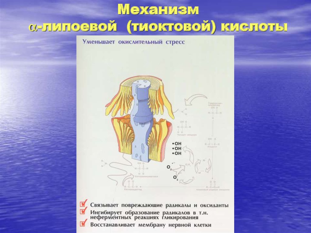 Тиоктовая при нейропатии. Механизм тиоктовой кислоты. Механизм действия тиоктовой кислоты. Тиоктовая кислота механизм действия.