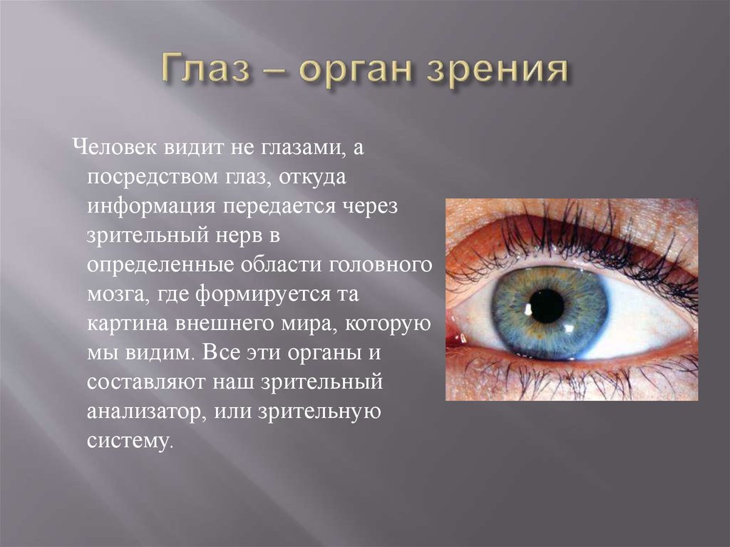 Глаза это орган чувств. Доклад про зрение. Презентация на тему глаза человека. Глаза орган зрения. Глаза орган зрения сообщение.