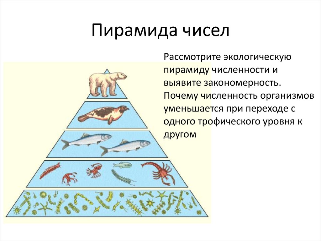 Правило 10 процентов экологическая пирамида