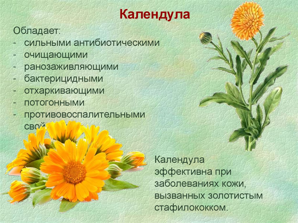 Цветки календулы для чего. Лекарственные растения календула. Цветки ноготков календула. Цветок лечебной календулы. Calendula officinalis препараты.