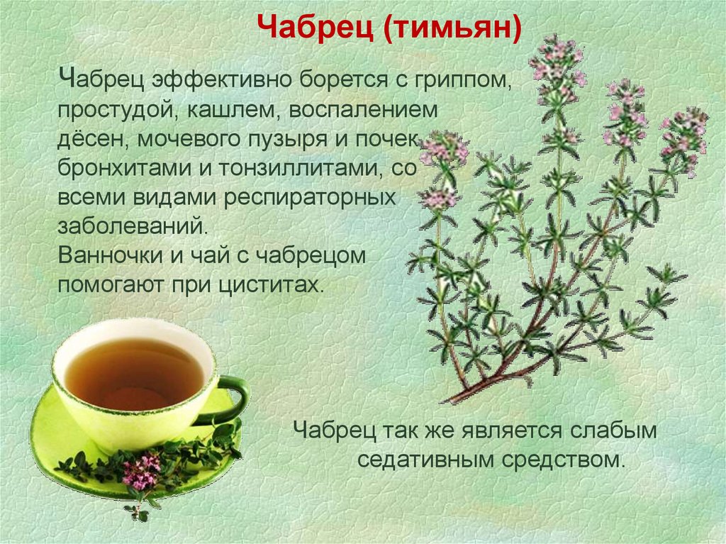 Чабрец инструкция