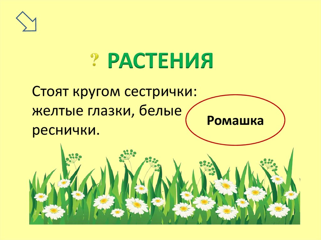 Стоят в поле сестрички желтый глазок белые. Стоят в поле сестрички желтый глазок белые реснички ответ на загадку.