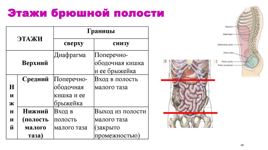 Какие органы расположены в нижней полости. 3 Этажа брюшины анатомия. Граница между верхним и нижним этажами брюшной полости. Границы верхнего этажа брюшной полости. Брюшная полость границы этажи содержимое.