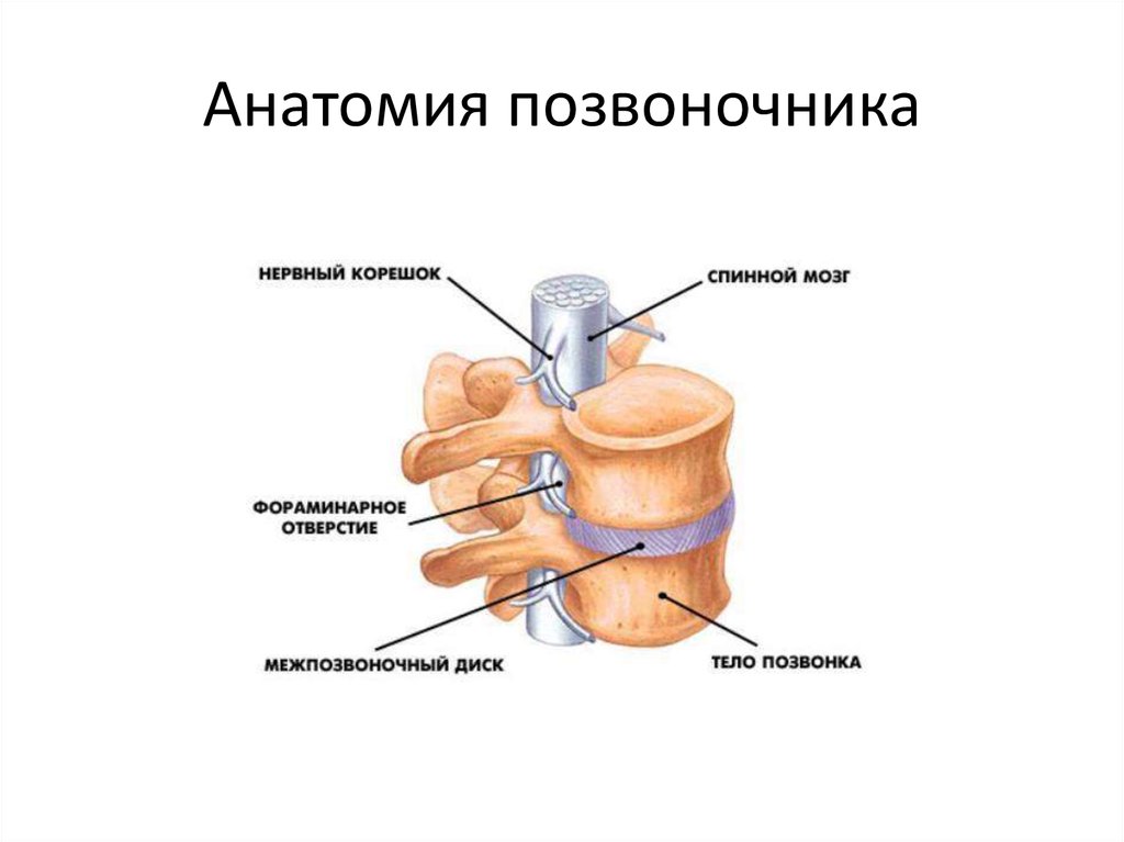 Заболевания и травмы позвоночника и таза презентация