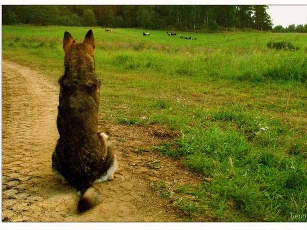 Волка не корми в лес смотрит. Волка не корми. Сколько волка не корми все равно в лес смотрит. Как волка ни корми он всё в лес смотрит. Корми волка.