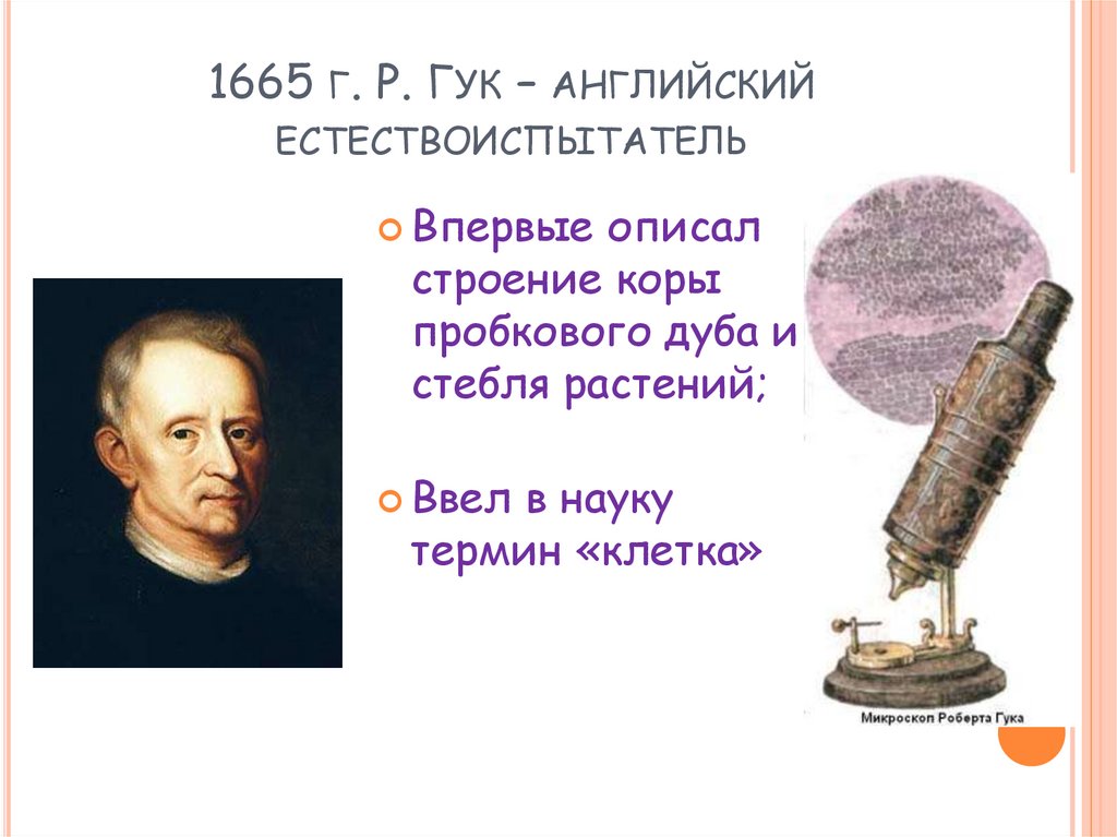 Ввел в науку. 1665 Гук. 1665 Г. — Р.Гук. В 1665 году английский естествоиспытатель Роберт Гук разглядывая. Р Гук клетка.