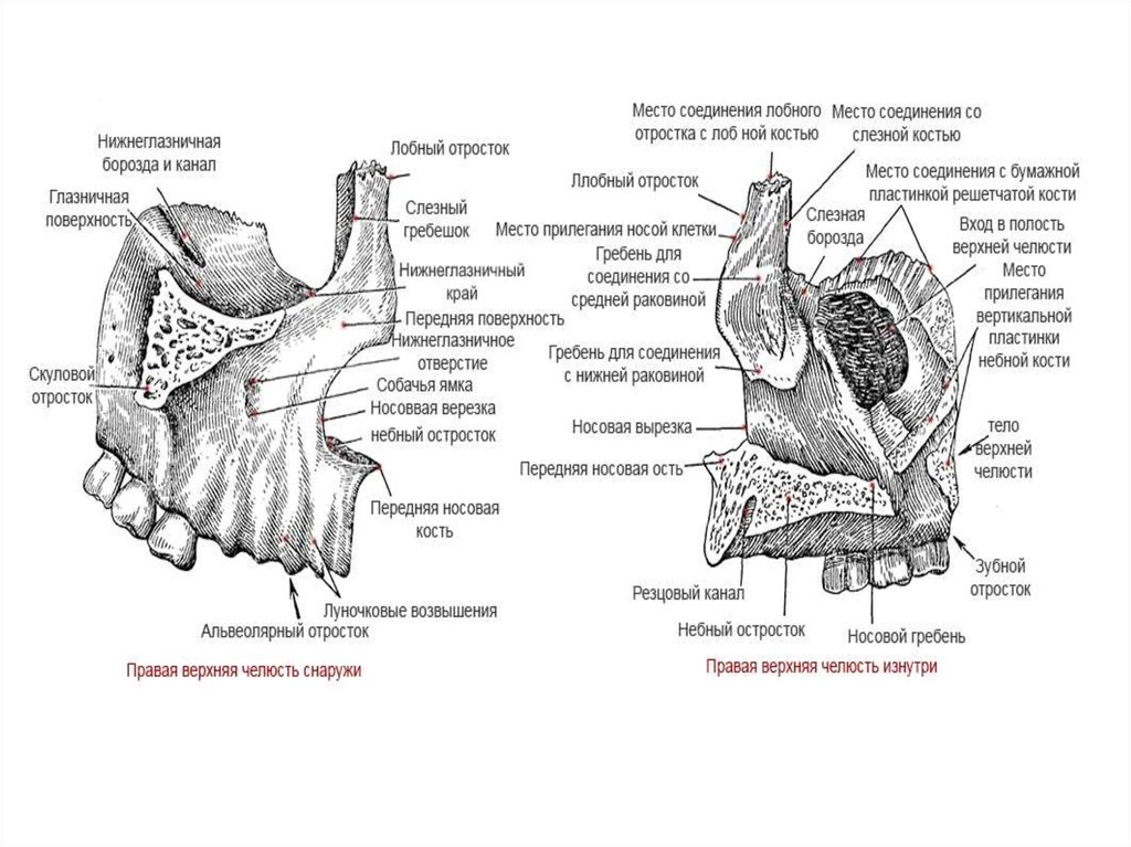 Альвеолярный гребень нижней. Задняя носовая ость верхней челюсти. Верхняя челюсть анатомия строение. Небный отросток верхней челюсти. Носовая кость анатомия строение.