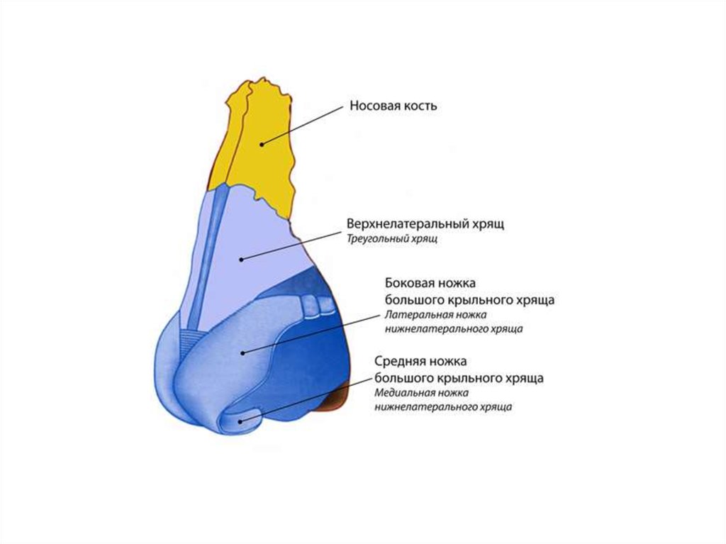 Кости носа. Носовая кость.