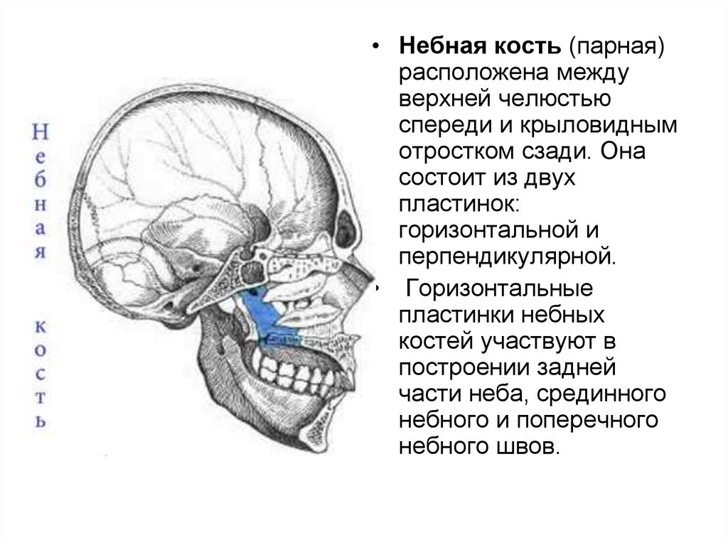 Небная кость. Кости лицевого черепа небная кость. Небная кость анатомия в черепе. Перпендикулярная пластинка небной кости. Пирамидальный отросток небной кости.