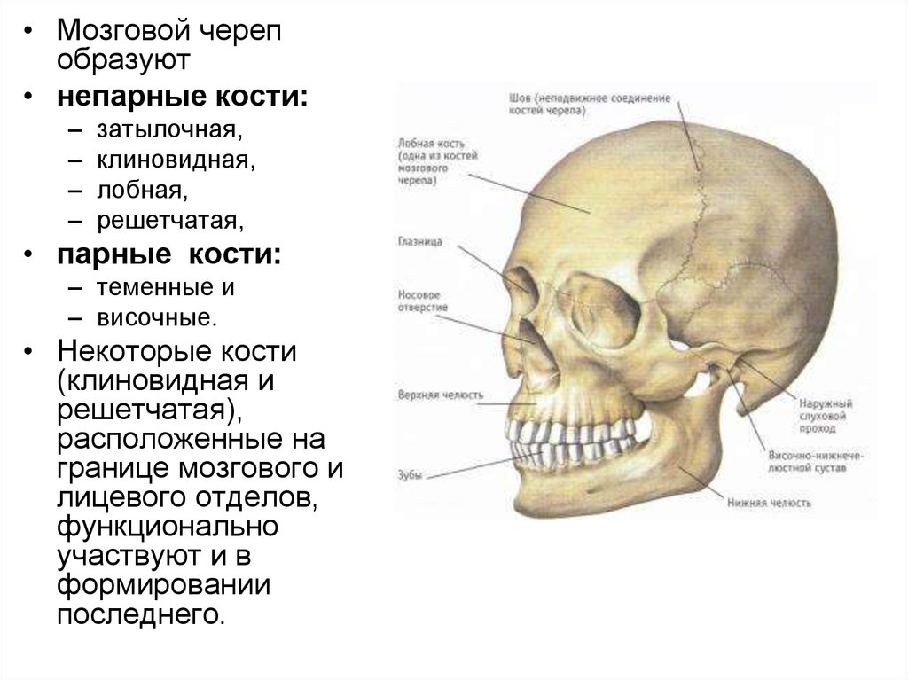 В правом черепе. Кости черепа человека анатомия парные и непарные кости. Затылочная, лобная, теменная, клиновидная и решетчатая кости. Кости лицевого черепа парные и непарные. Лицевой отдел черепа парные и непарные.