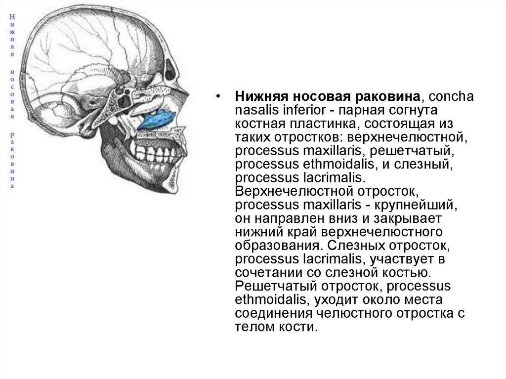 Носовая кость лицевого черепа. Нижняя носовая раковина анатомия строение. Носовая раковина анатомия кость. Нижняя носовая раковина кость. Нижняя носовая раковина (Concha Nasalis inferior).
