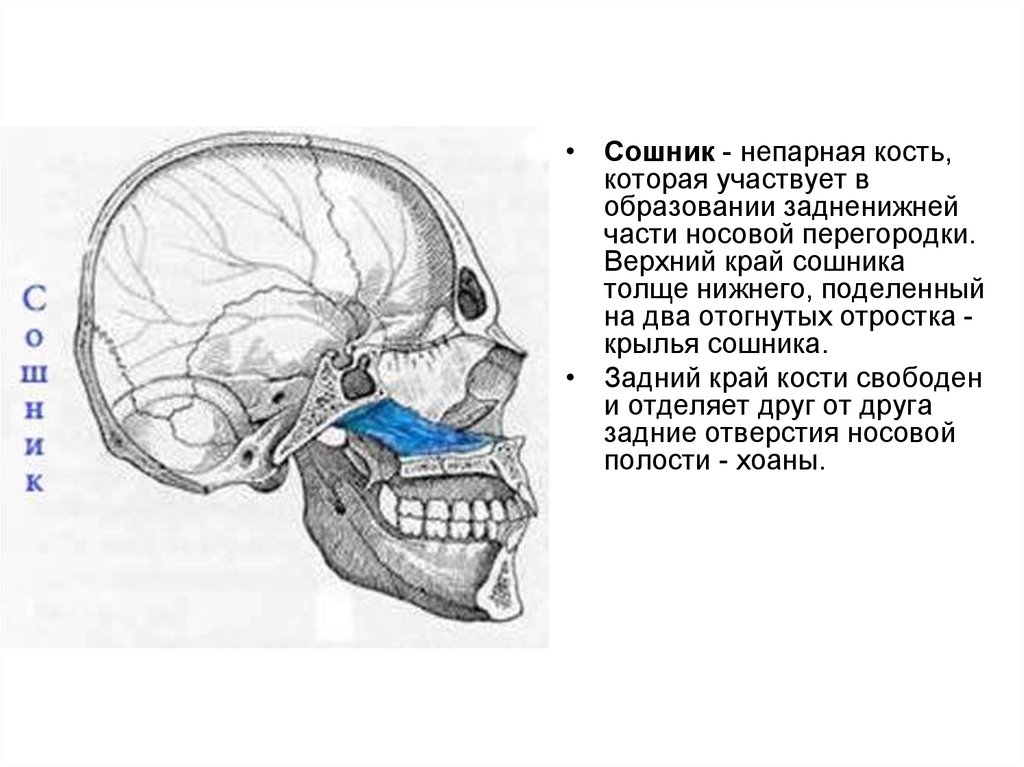Сошник кость. Строение черепа сошник. Сошник кость лицевого черепа. Сошник анатомия человека. Сошник анатомия строение.
