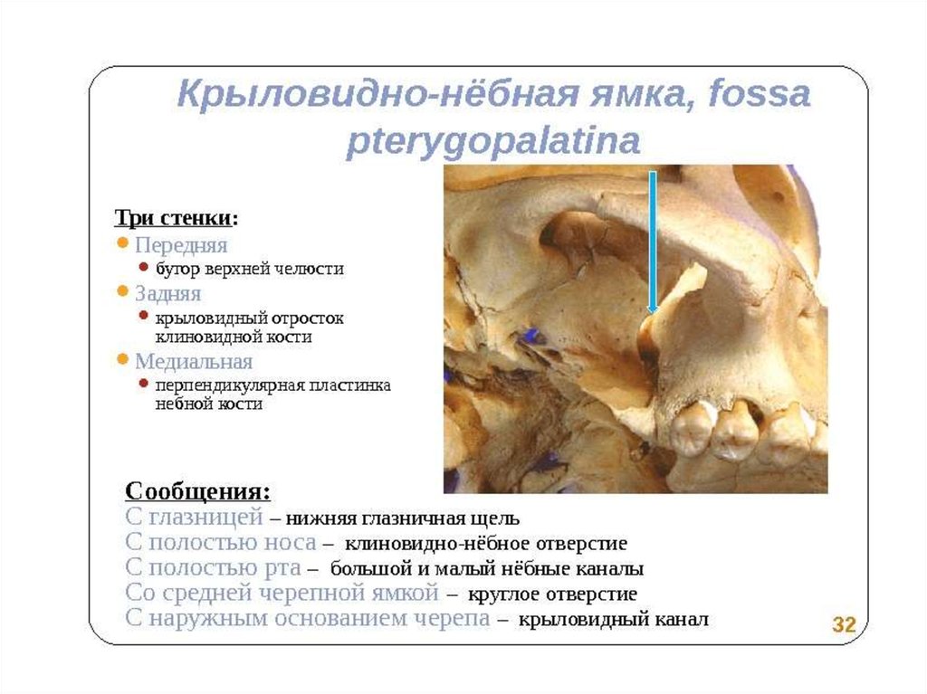 Медиальная стенки крыловидно небной ямки образована