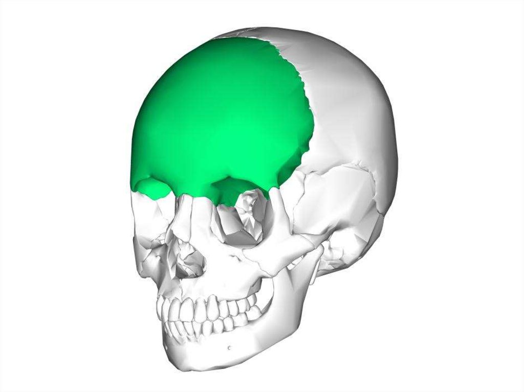 Мозговая лицевая часть черепа. Мозговая часть черепа. Череп анатомия гиф.