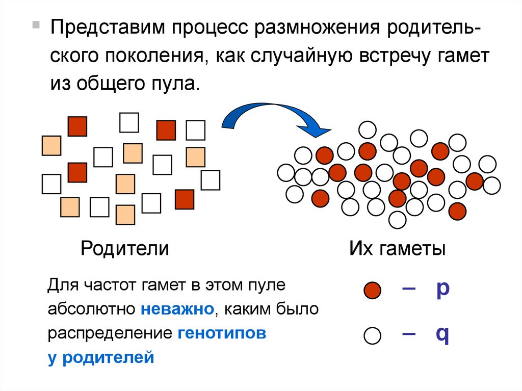 Генетика популяций презентация