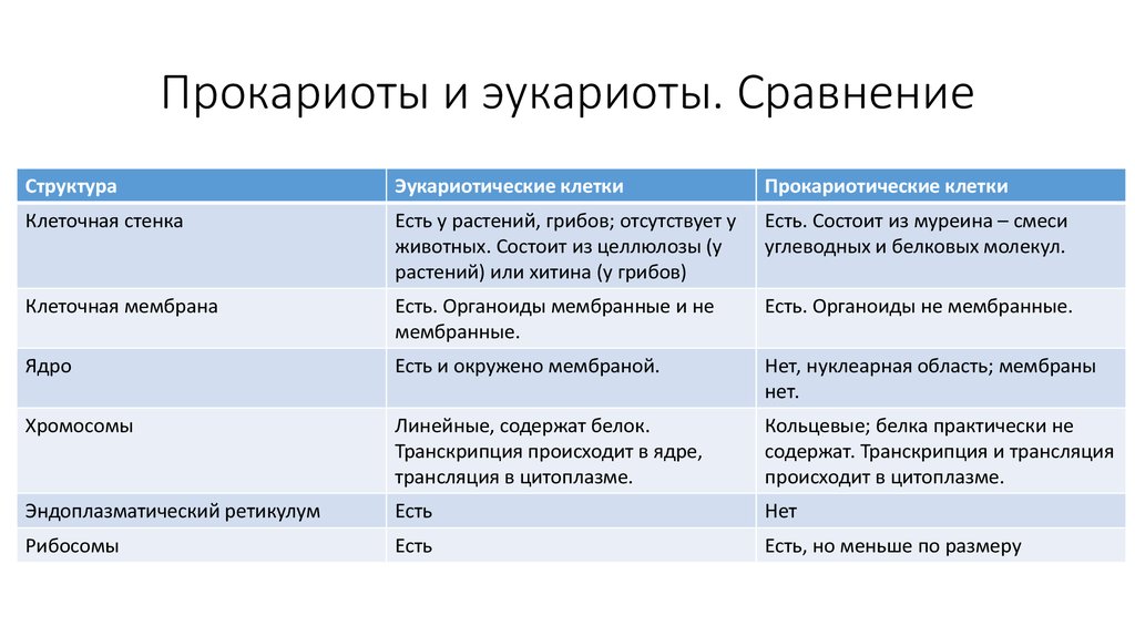 Прокариоты и эукариоты сходства