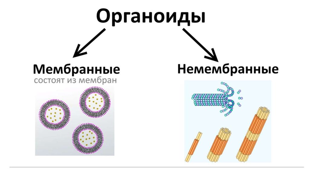 Немембранные органоиды клетки. Органоиды мембраны мембранные и немембранные. Мембранные органоиды и немембранные органоиды. Немембранные органоиды схема. Органоиды не имеющие мембранного строения.