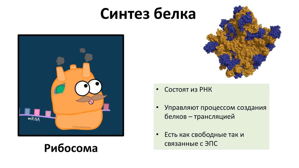 Стр 8 10. Дарвин биология ЕГЭ. Строение клетки 9 класс Гамбарян. Вебиум биология ЕГЭ Дарвин строение клетки ютуб.