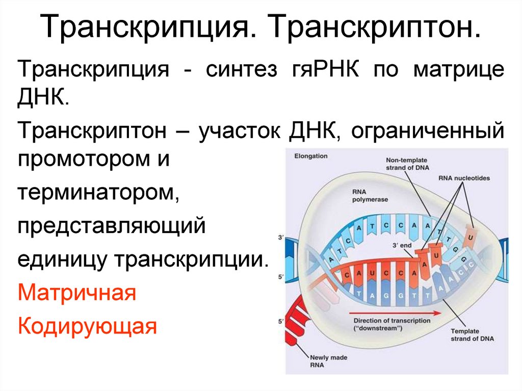 Транскрипция генома. Транскриптон ДНК. Транскриптон генетика. Структура транскриптона. Схема строения транскриптона.
