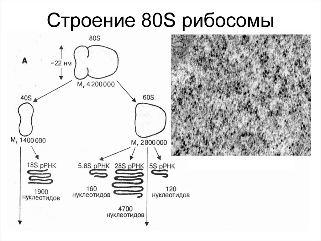 Митохондрии у прокариот. Рибосомы 70s и 80s у прокариот. 80 S рибосомы эукариот. Строение эукариотической рибосомы. Рибосомы у прокариот 70s.