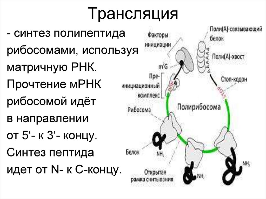 Рибосомы синтезируют полипептиды. Трансляция это Синтез. Трансляция направление синтеза. Трансляция МРНК. Синтез матричной РНК.