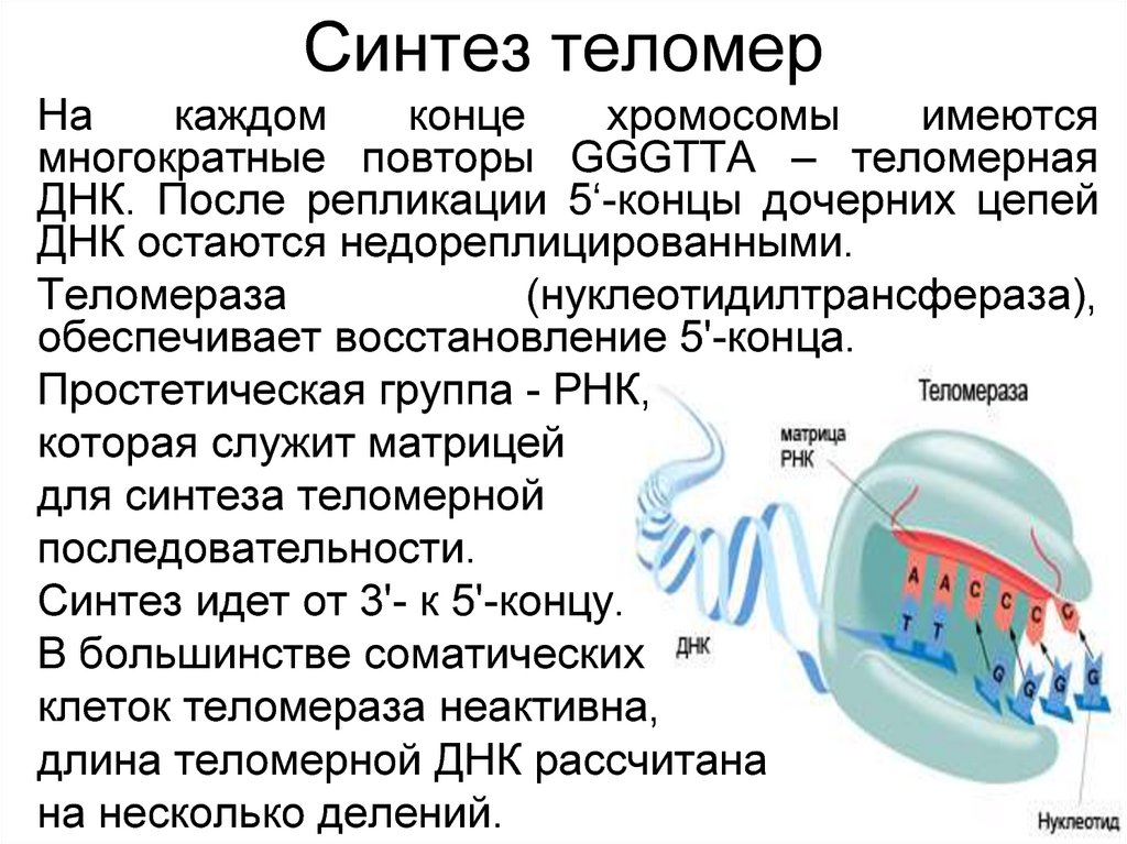 Репликация хромосом. Фермент теломераза функции. Теломерная ДНК, теломераза. Синтез Теломерная ДНК. Теломерная ДНК. Синтез теломерной ДНК..