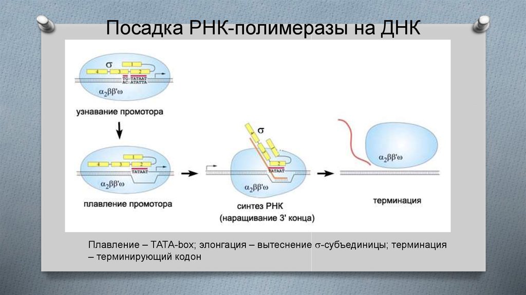 Промоторы рнк полимеразы 3. РНК полимераза терминация. Активация РНК полимеразы. Промотор РНК полимераза. ДНК полимераза и РНК полимераза.