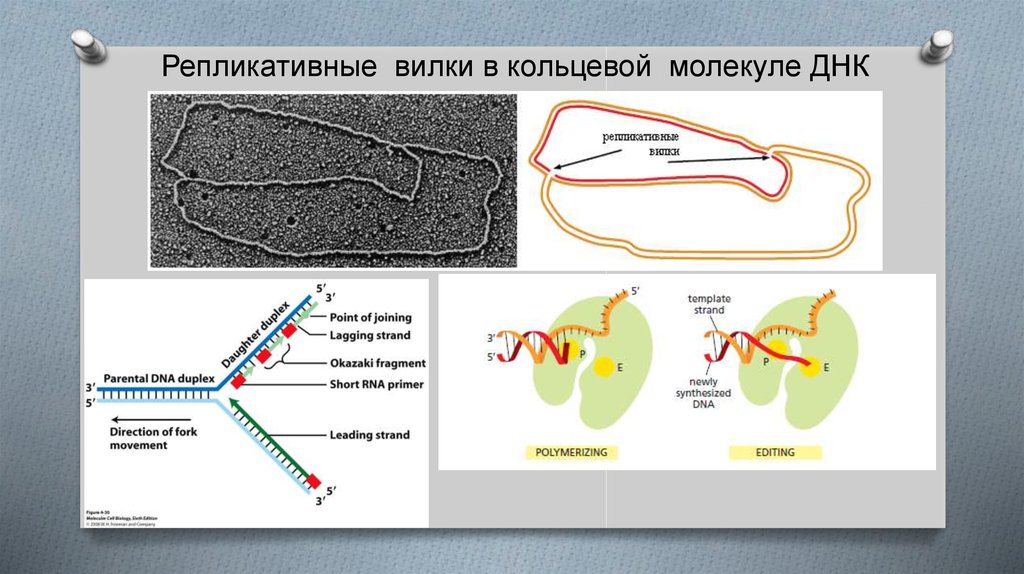 Кольцевая днк. Область репликационной вилки в молекуле ДНК. Репликативные вилки. Строение ДНК вилки. Схема репликативной вилки прокариот.