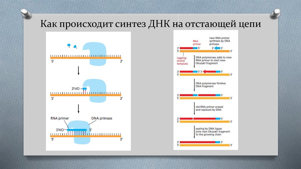 Синтезируется на днк