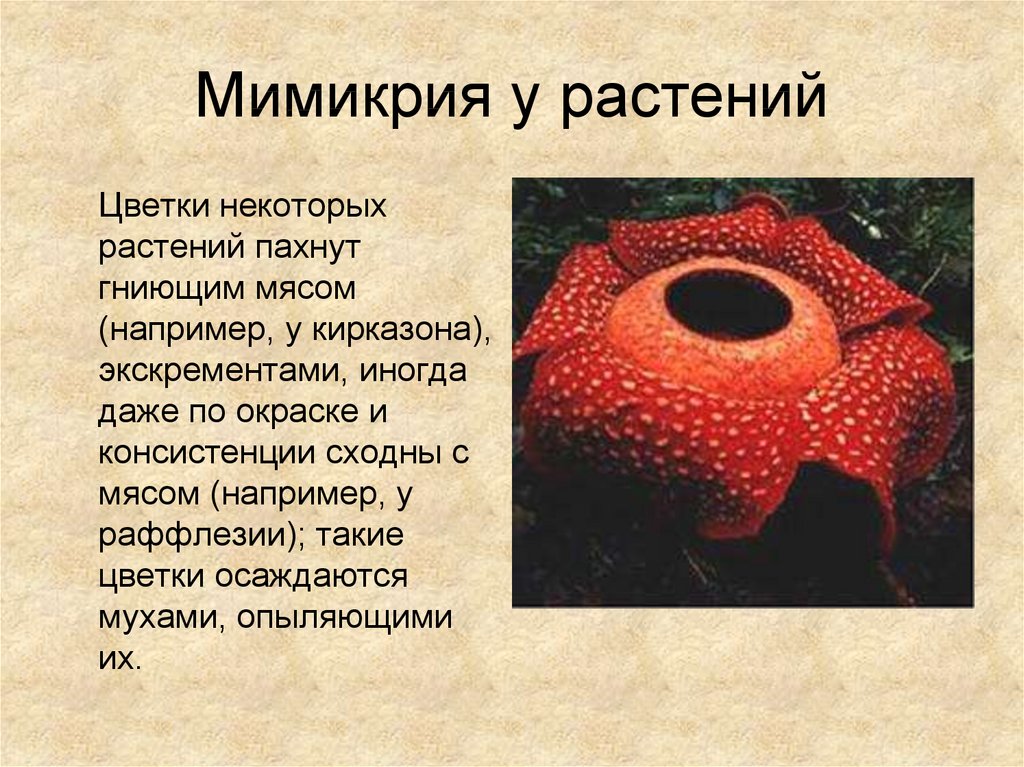 Мимикрия презентация 11 класс