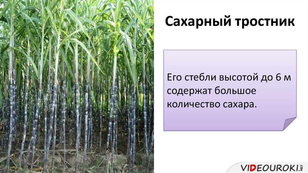 Сахарный тростник формула