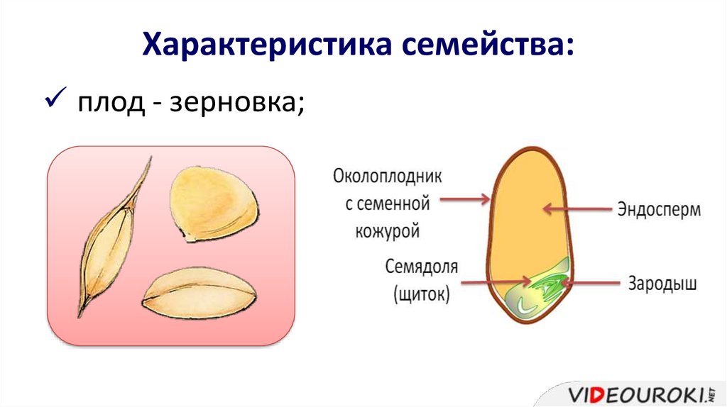 Плод зерновка. Плод Зерновка семейство. Плод Зерновка семейства злаки. Семейство злаки строение плода. Околоплодник зерновки.