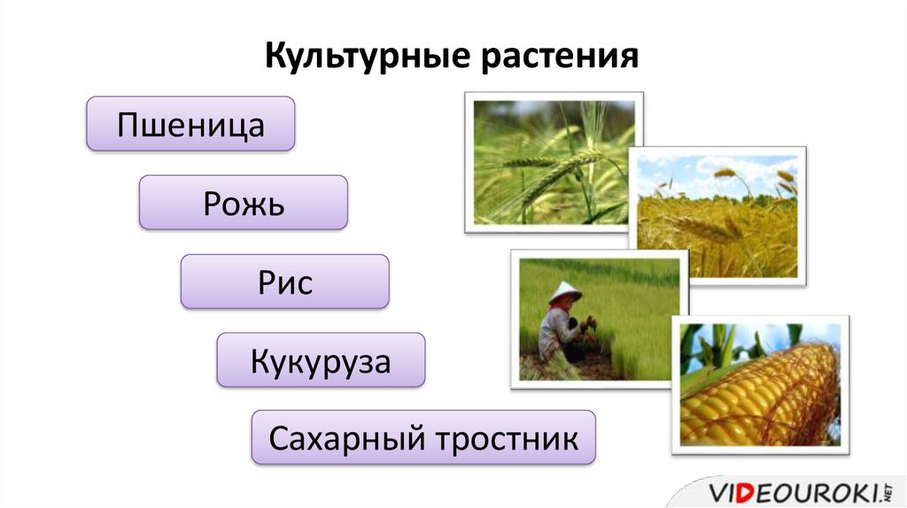 Рис культурное растение. Сахарный тростник однодольный. Культурные растения деревья 2 класс. Рис и кукуруза семейство.